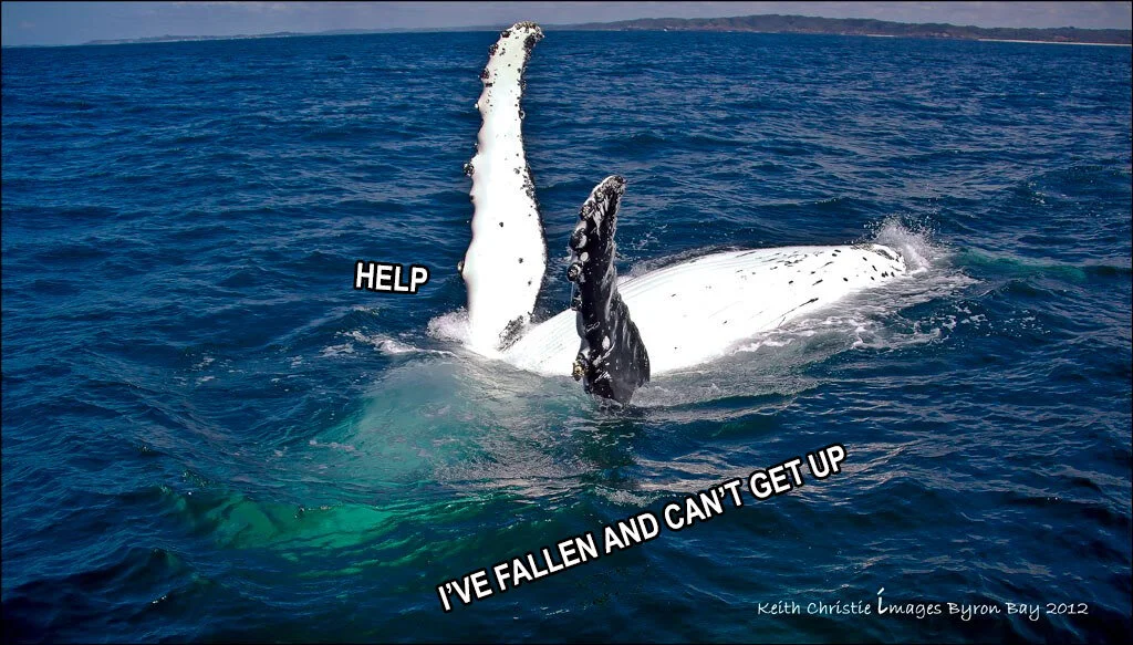 whalefall.jpg
