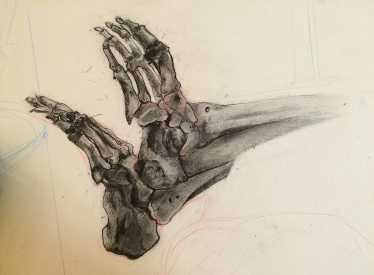  Charcoal Form Study October 2016 