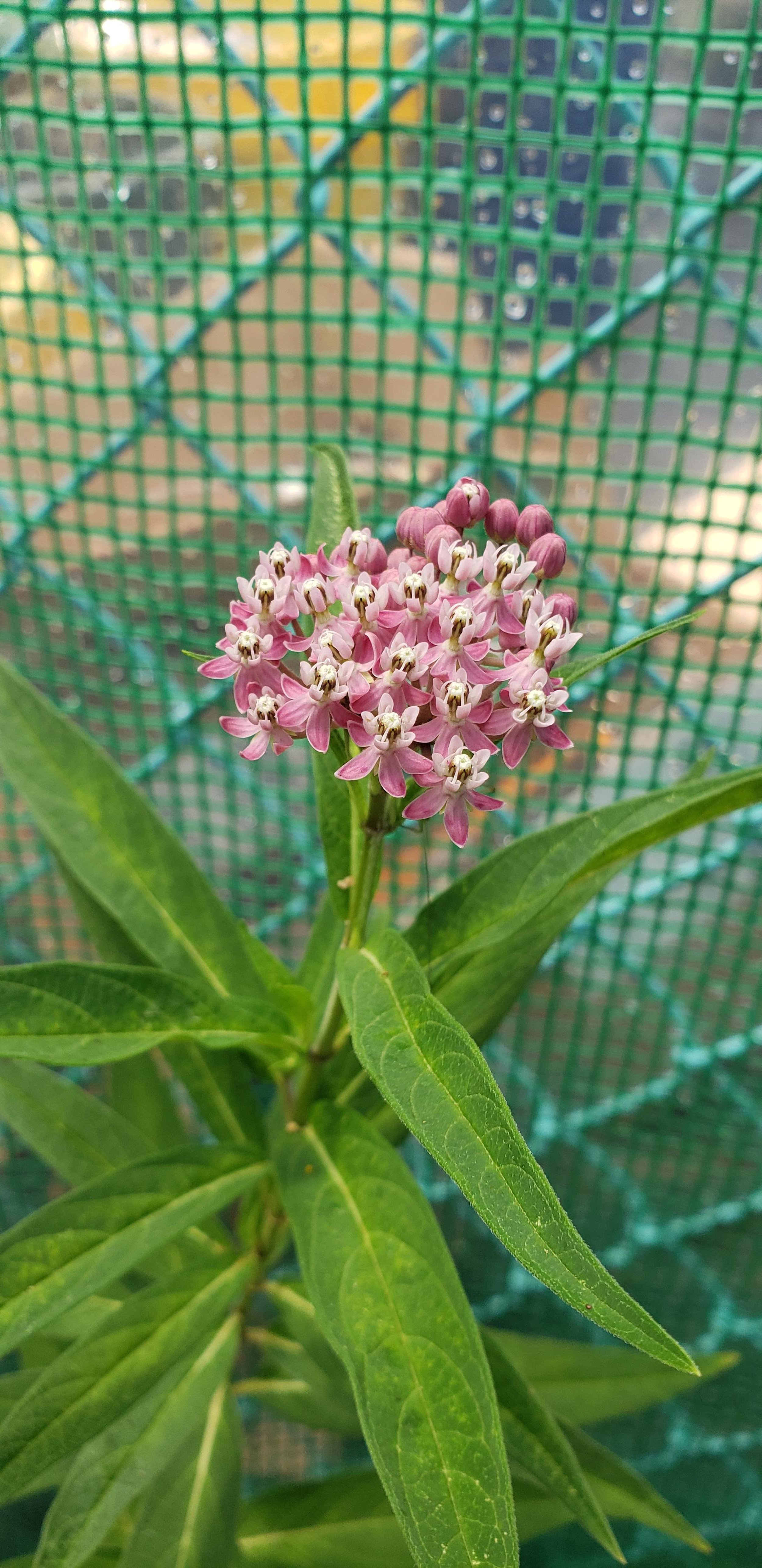 Milkweed