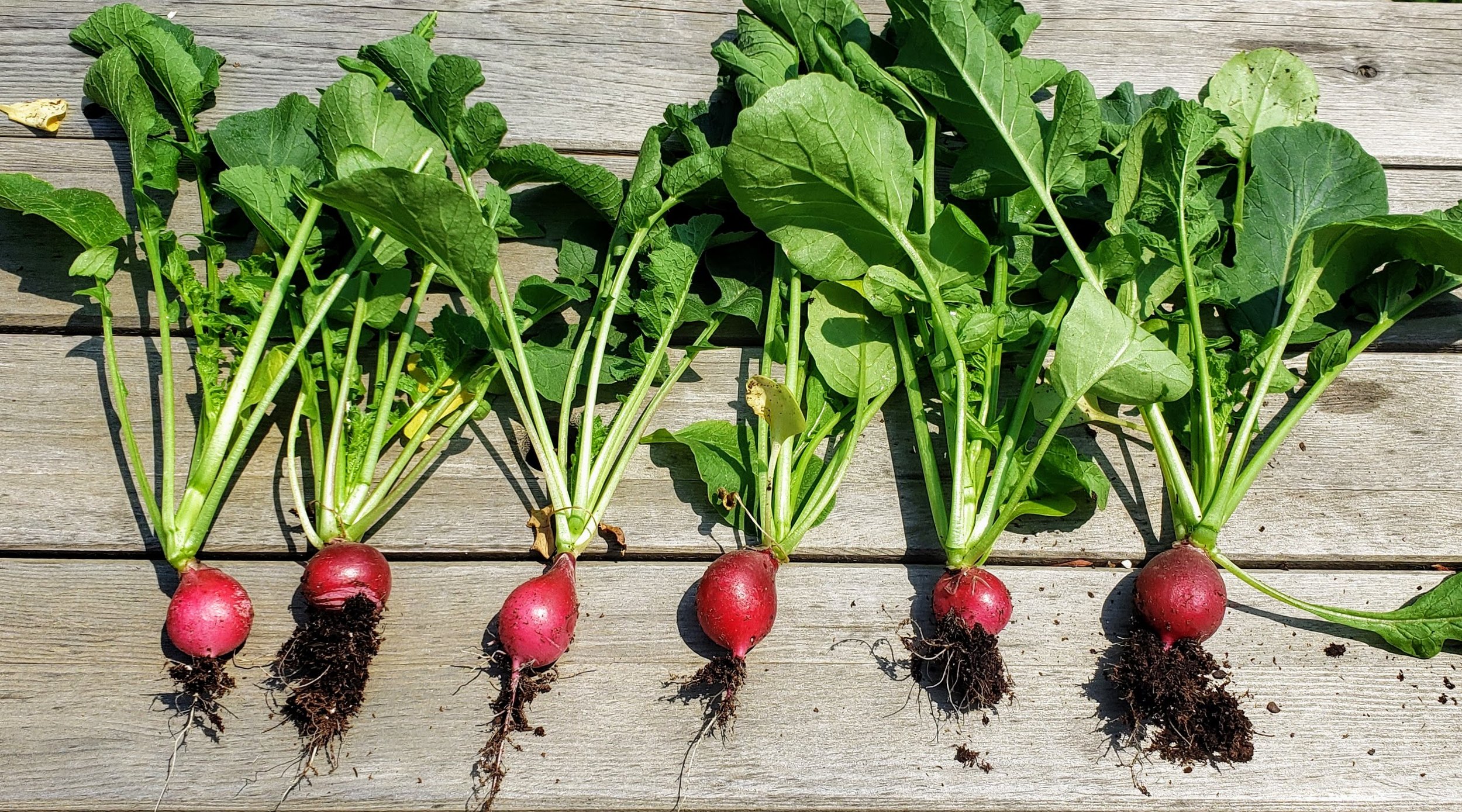 Radishes