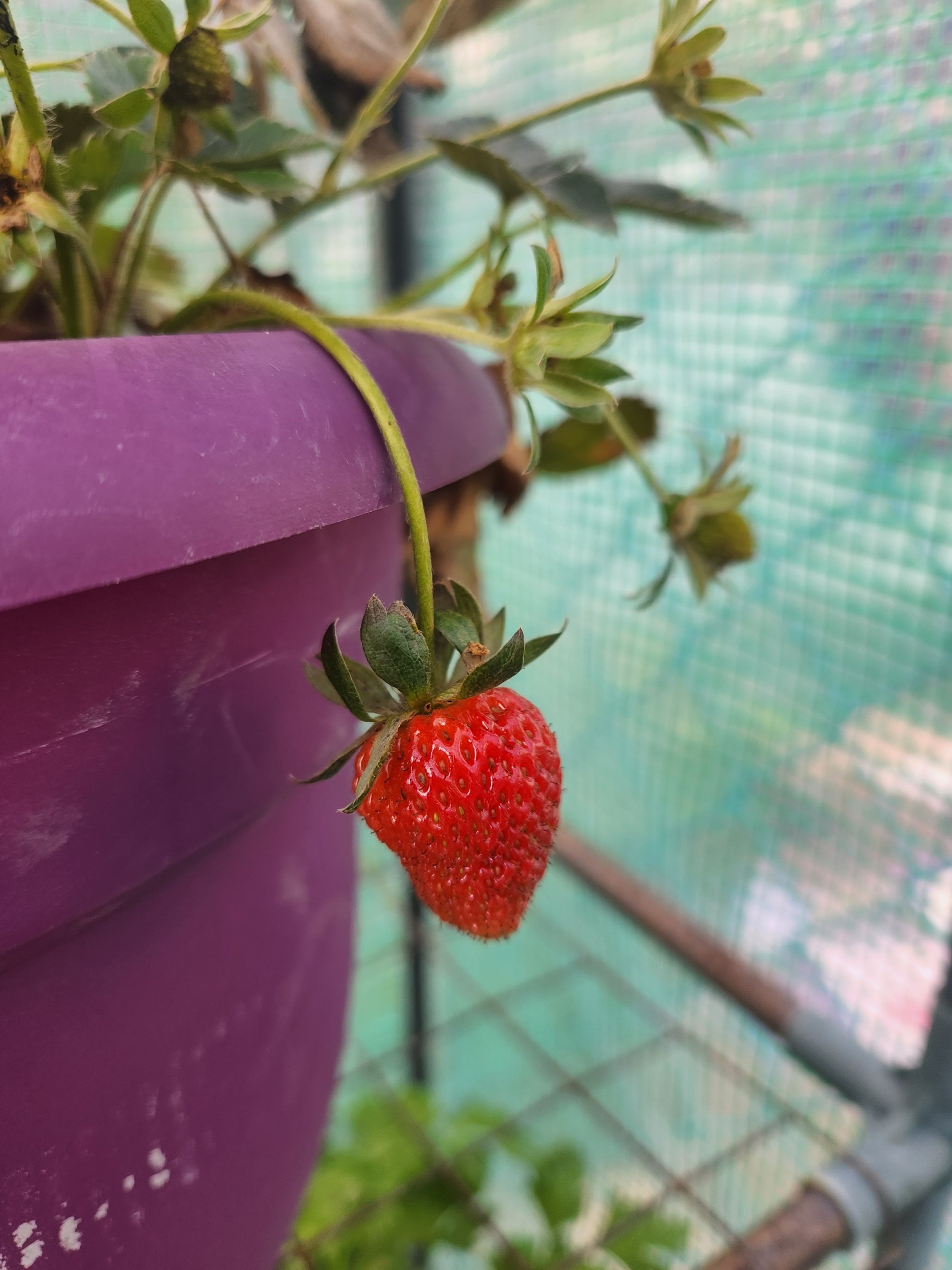 Strawberry