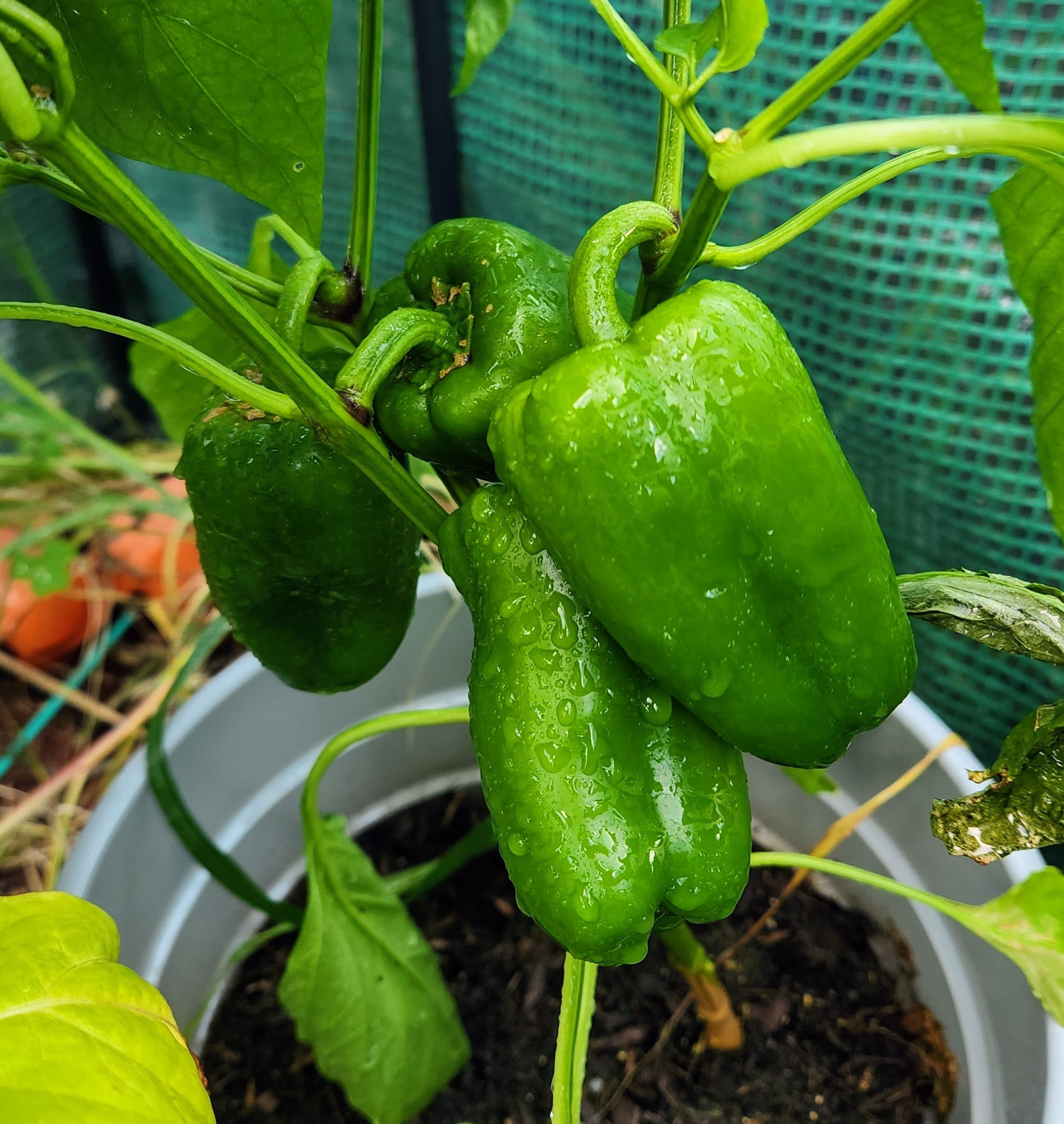 Mini Bell Peppers