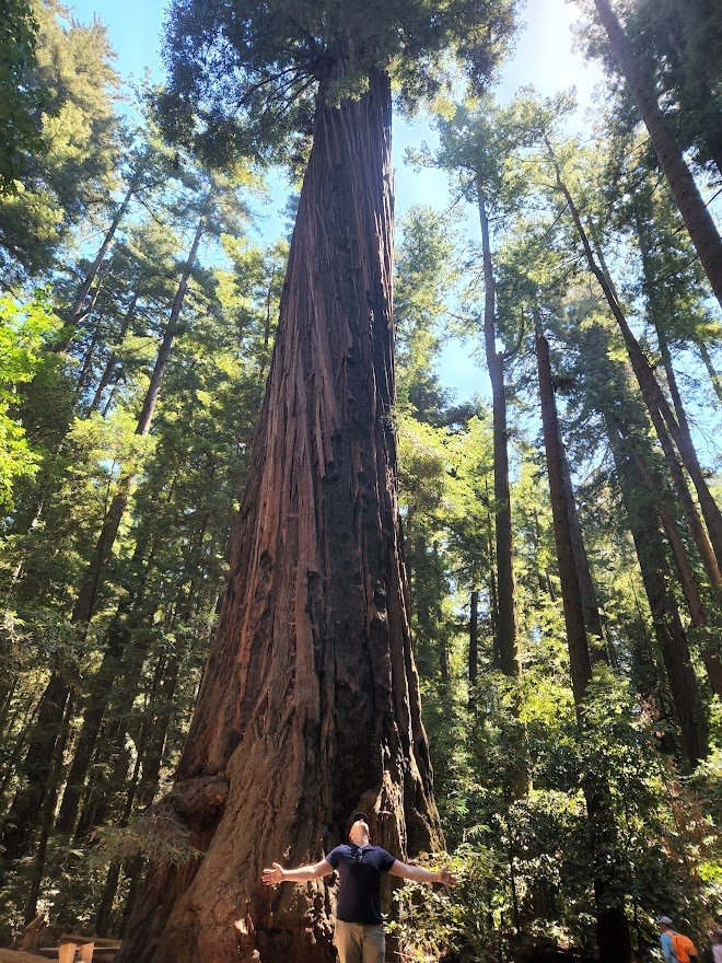 Redwoods - Henry Cowell State Park