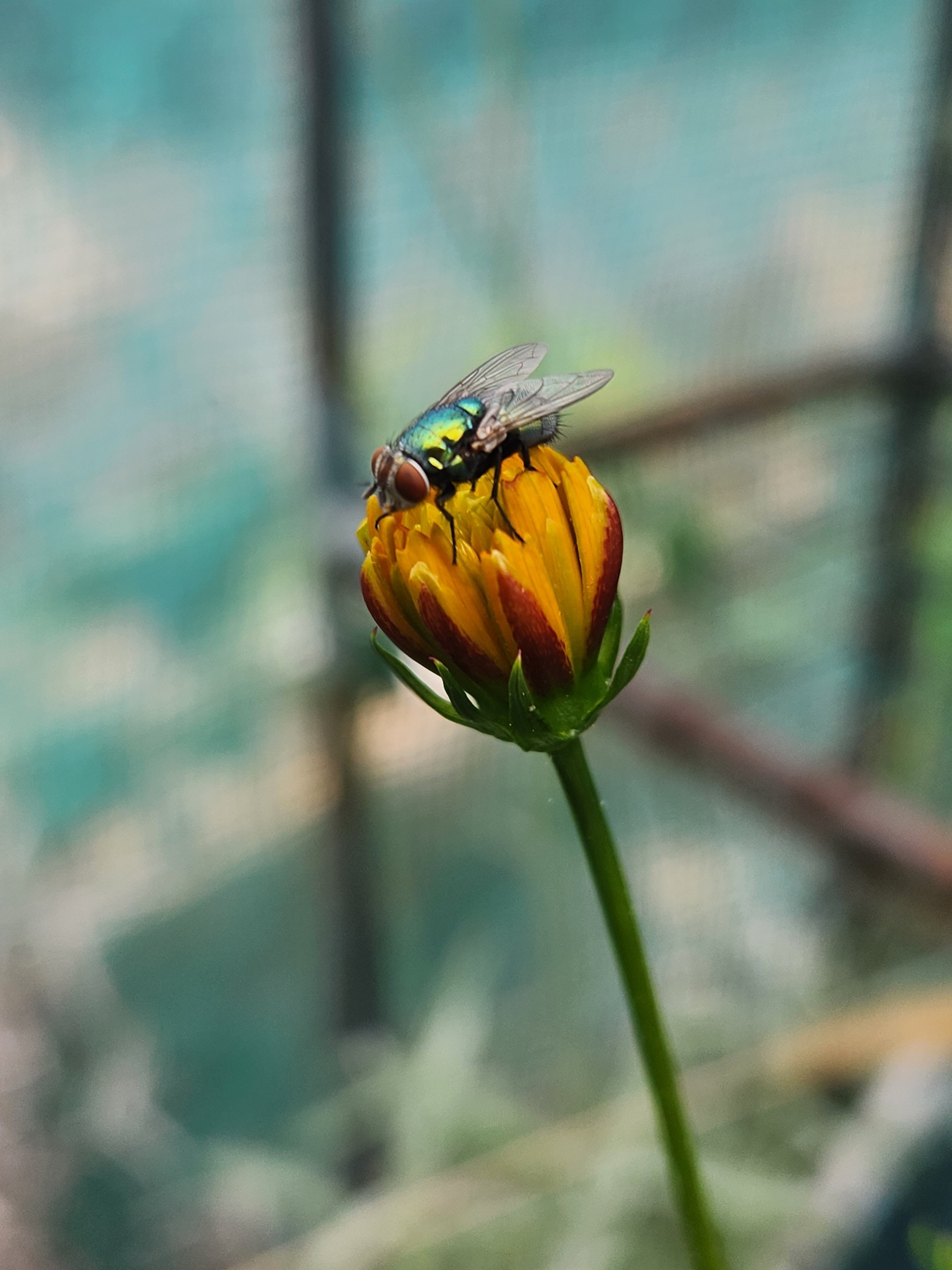 Fly On A Budding Cosmo