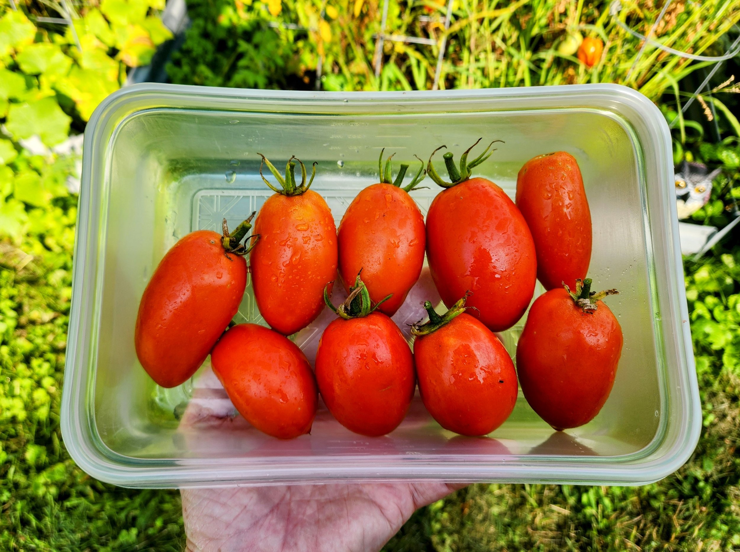 Roma Tomatoes