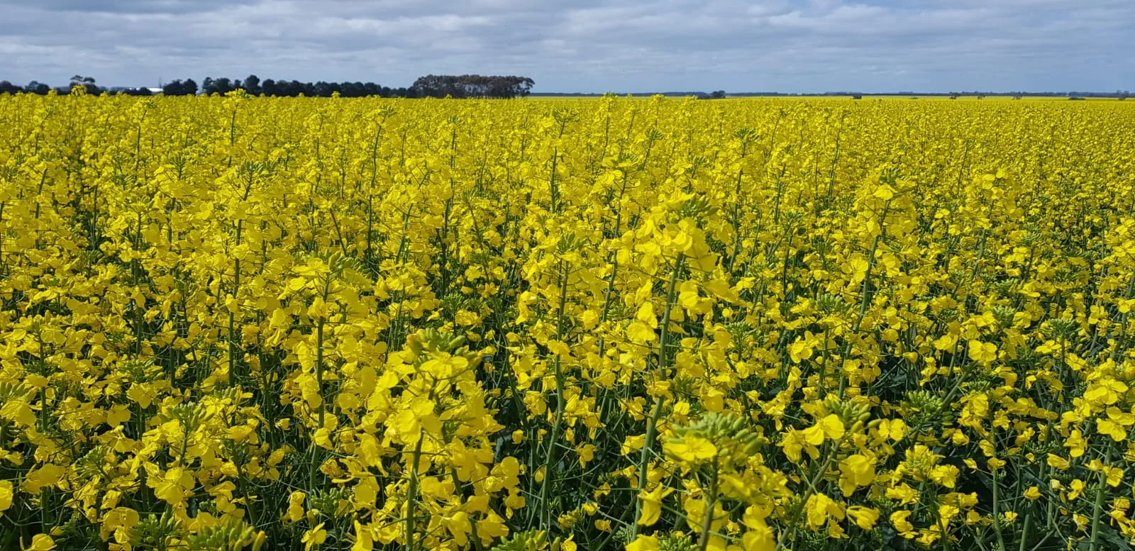 Optimised canola profitability