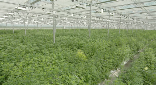 High+Park+Farms_Plants.png