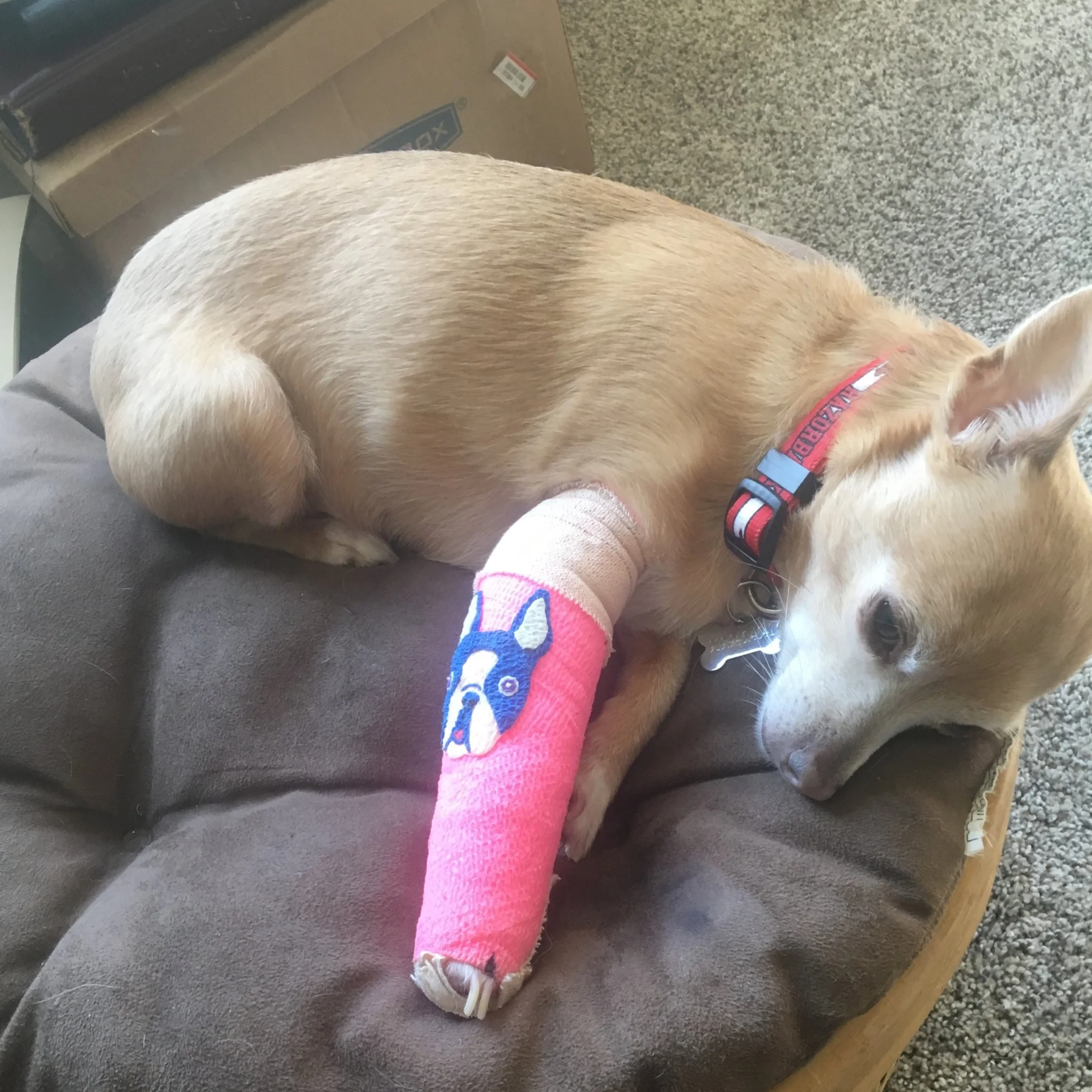 Dog broken leg needing help with veterinary bill