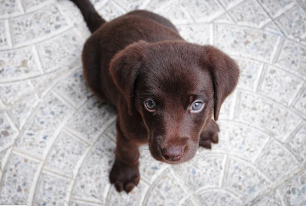 “Top 10 Financial Considerations for Raising a Puppy”     —Matt Martin