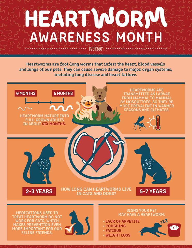 Cost of Heartworm in Dogs 