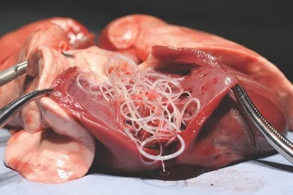 “Addressing the Cost of Heartworm in Dogs”     —Burke Williams