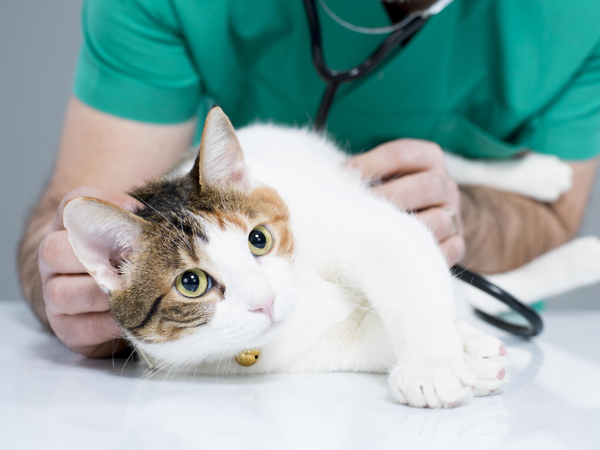 feline leukemia prevention