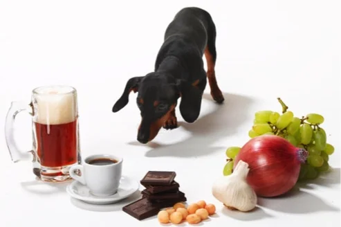 “Suspect your dog has been poisoned? Now what?”   —Burke Williams