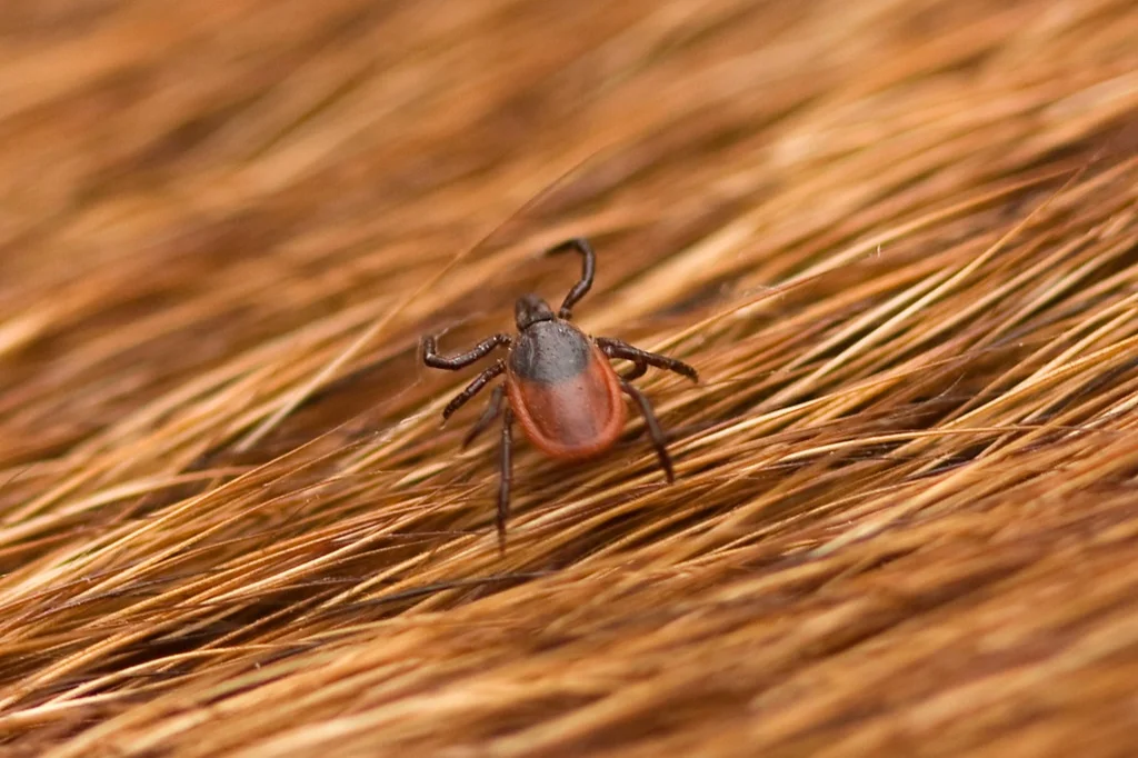 “Dog Lyme Disease Costs”   —Matt Martin