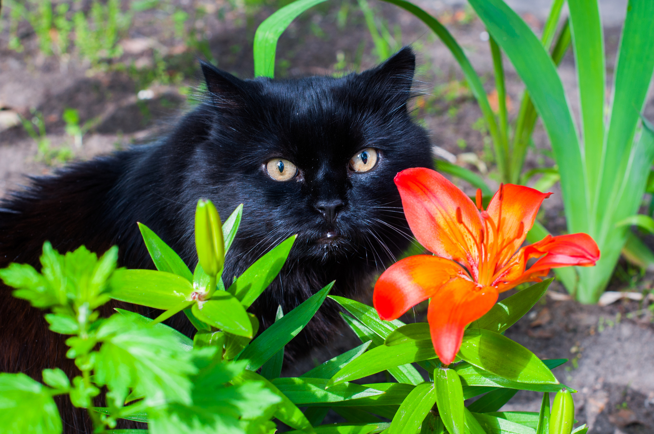 Cat's Claw ~ Uña de gato Plant Care Guide | Auntie Dogma's Garden Spot