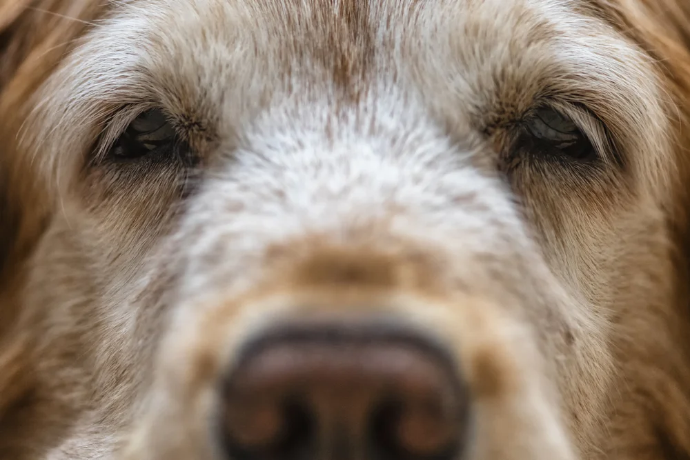 Do Lawn Chemicals Cause Cancer In Dogs