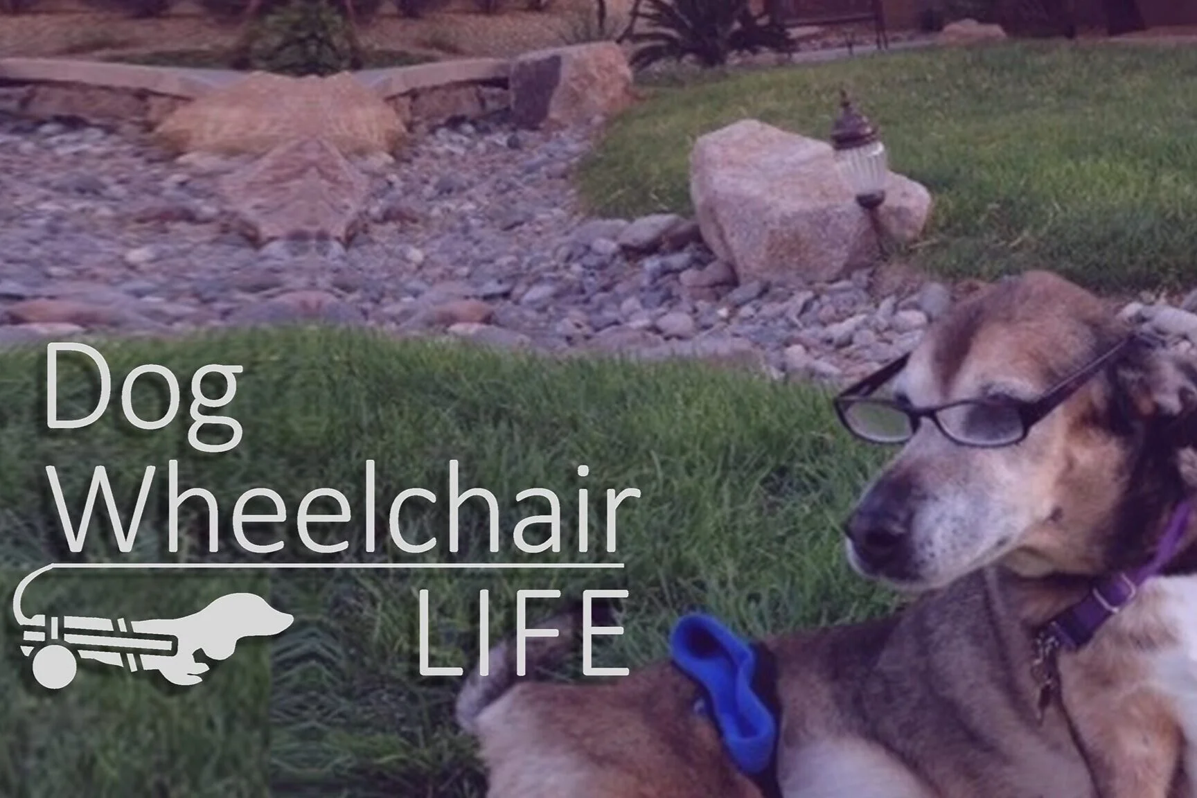“ How To Manage Life with A Paralyzed Dog “  —Sharon Seltzer