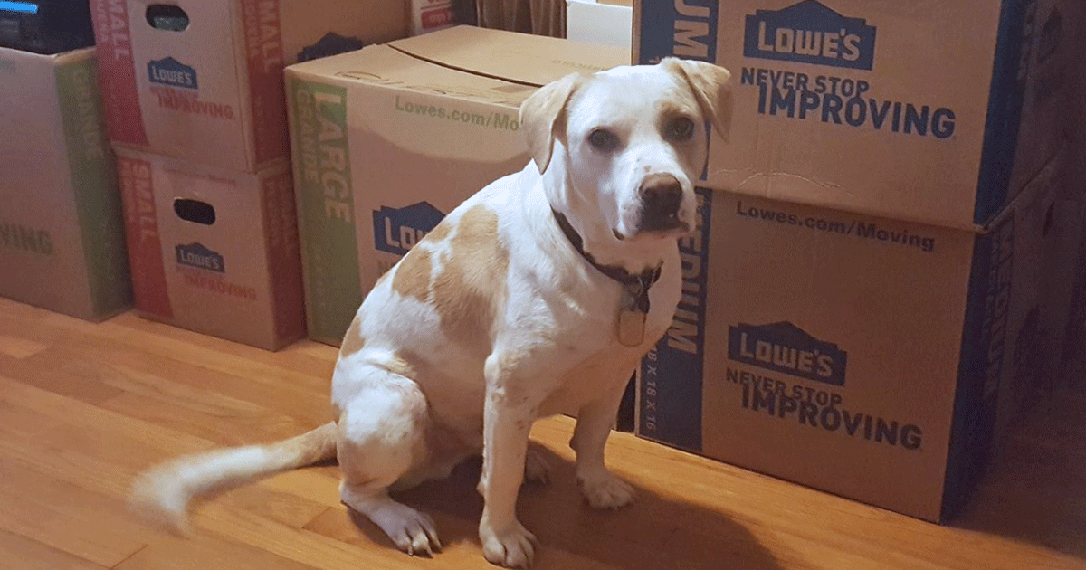 dog-moving.png