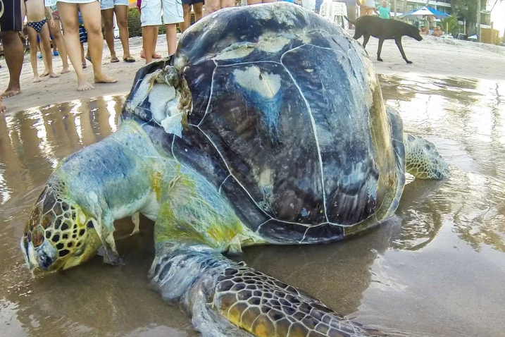 MARCOS SOUZA/BRAZIL PHOTO PRESS/LATINCONTENT/GETTY IMAGES.A dead turtle wrapped in plastic washes onto shore in Brazil.