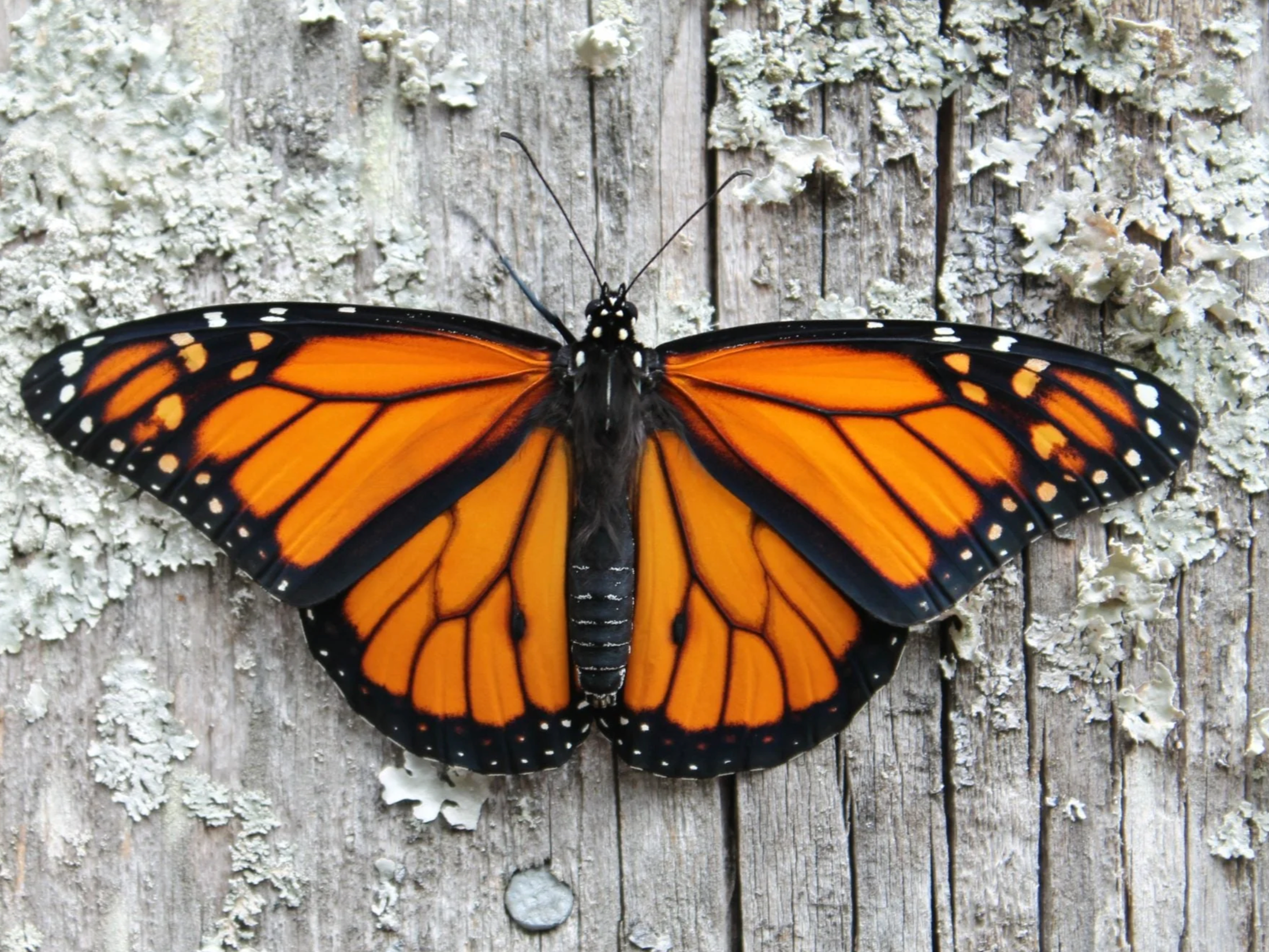 Symphony No. 6: Monarch