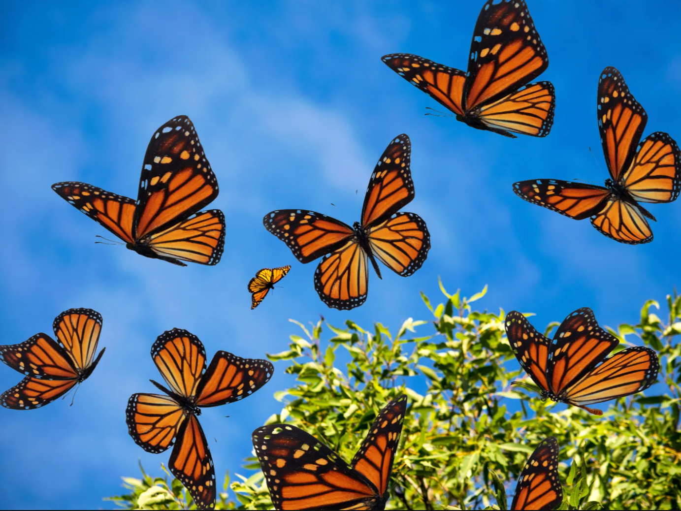 Symphony No. 6: Monarch