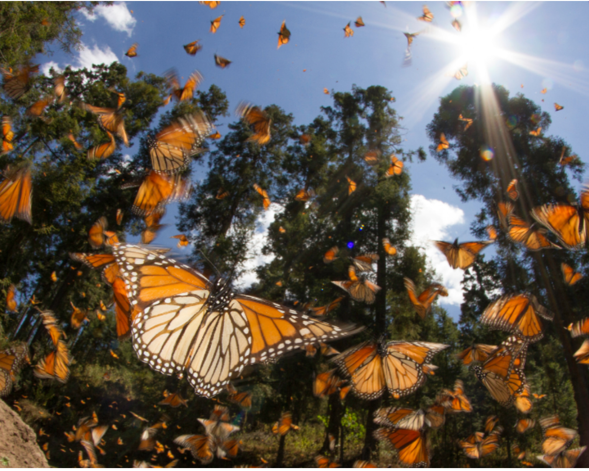 Symphony No. 6: Monarch (World Premiere)