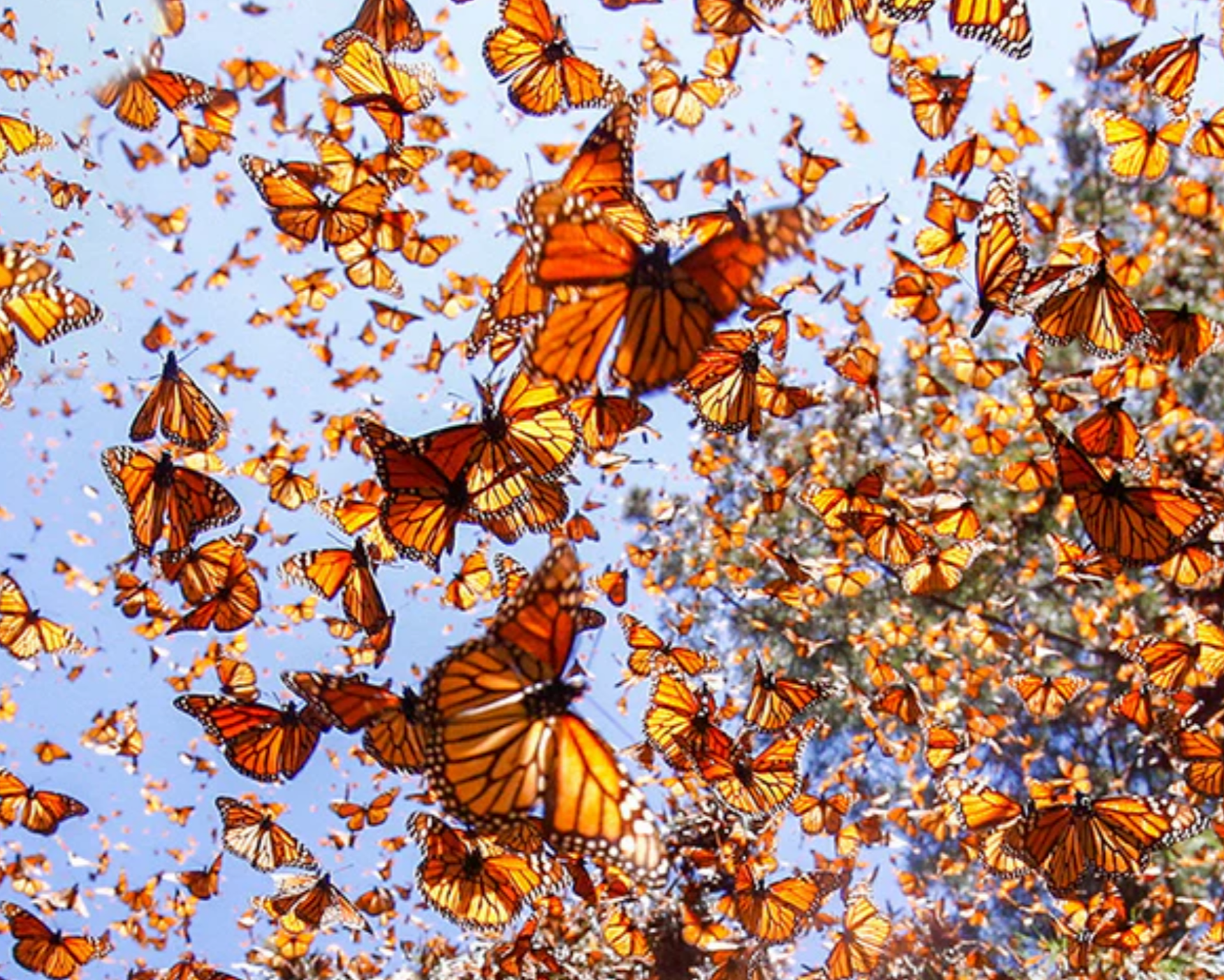 Symphony No. 6: Monarch