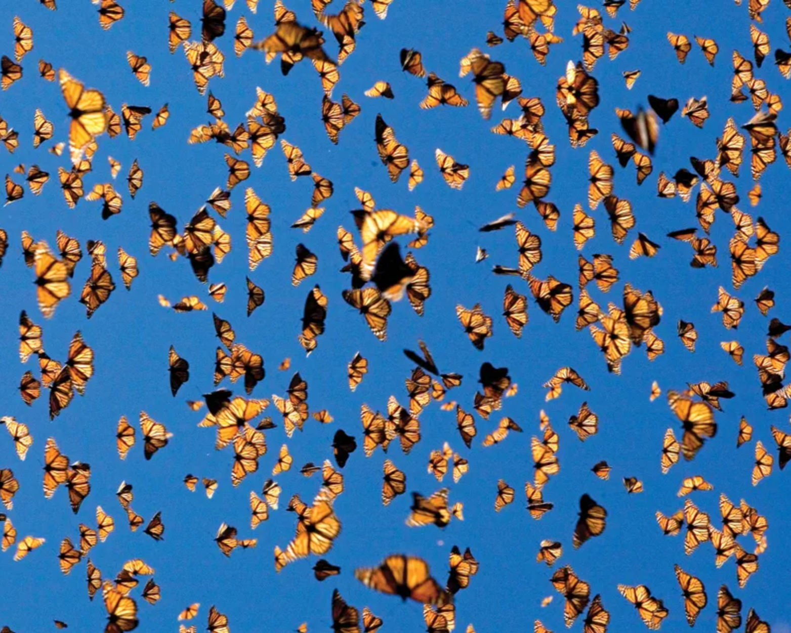 Symphony No. 6: Monarch