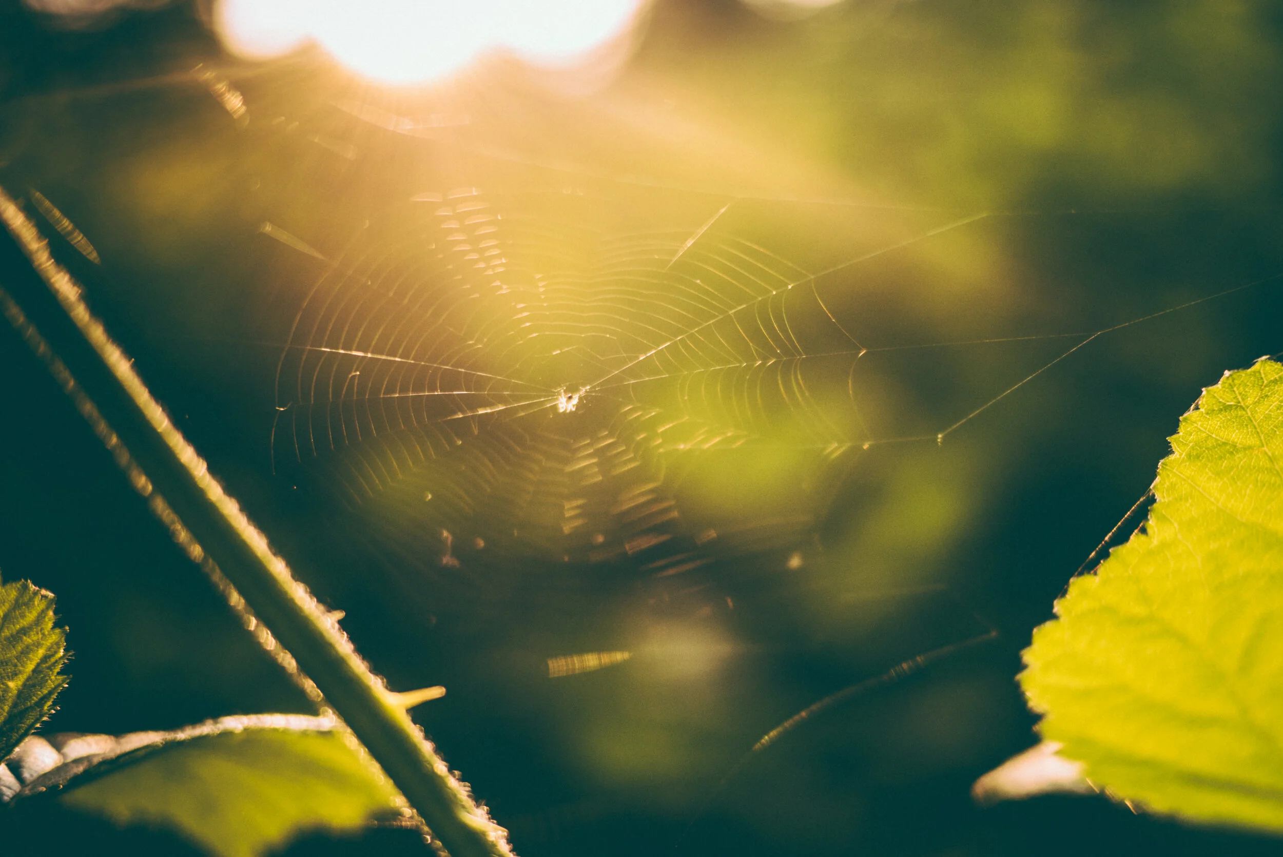 Afternoon Cup: Stop & Smell The Cobwebs