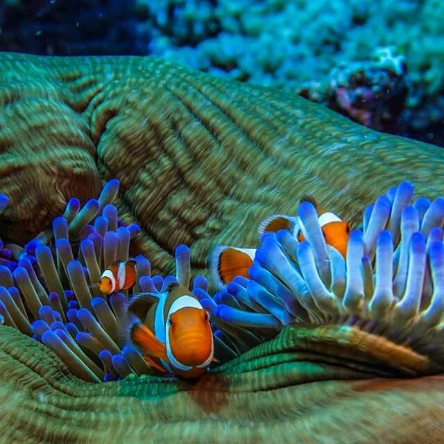 Sea Me Learn sustainability incursions. We come to your classroom with live marine animals that are engaging and inspire curiosity. Our live clownfish displays aid students in making connections between the delicate interdependence that exists betwee