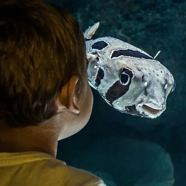 Sea Me Learn incursions bring a variety of live sea creatures for students to observe, touch, feel and interact with. This inspires curiosity and a desire to learn about the world around them - all without having to leave their classroom! All incursi