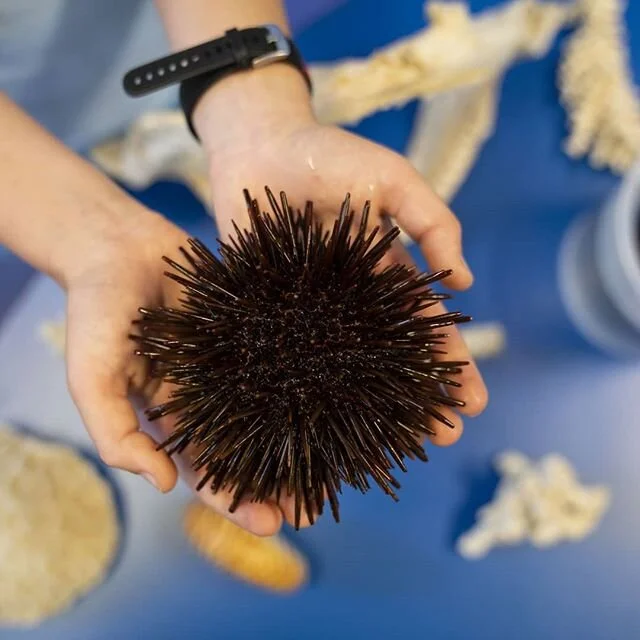 At Sea Me Learn we visit daycares, preschools and primary schools to ignite children's interest in and awareness of ocean conservation. Our touch tanks and live animal encounters engage in a way that textbooks and photographs cannot. Have we been to 