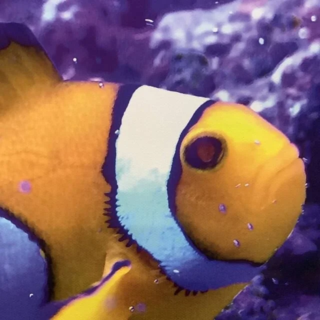 As part of our sustainability  incursions, we bring along three different species of clownfish. This allows us to highlight animal adaptations and features while encouraging students to ask questions and make observations. Much deeper learning than f