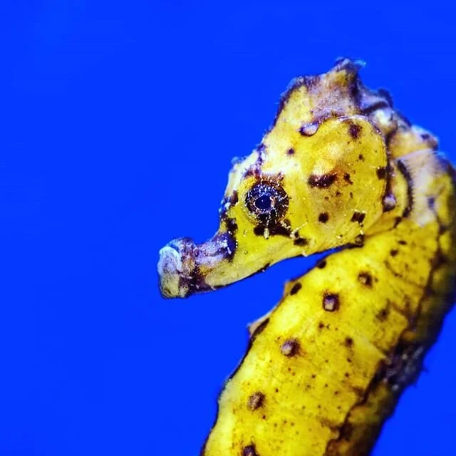 Our live seahorse display always fascinates students. Our incursion presentations can be tailored to your students' needs with topics including animal adaptations, human impacts on environments, sustainability, pollution solutions and eco systems. Fo