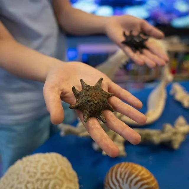 Public school restrictions are easing and our available days for Terms 3 and 4 are filling quickly. National Science Week focus for 2020 is the Deep Blue! Give your students an educational experience they will never forget.
Register your interest at 