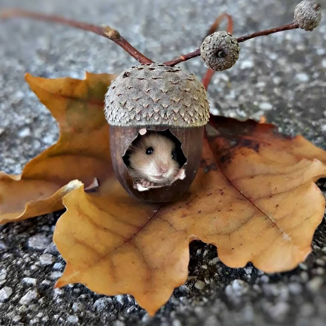 Taking a Thanksgiving Self-Compassion Break