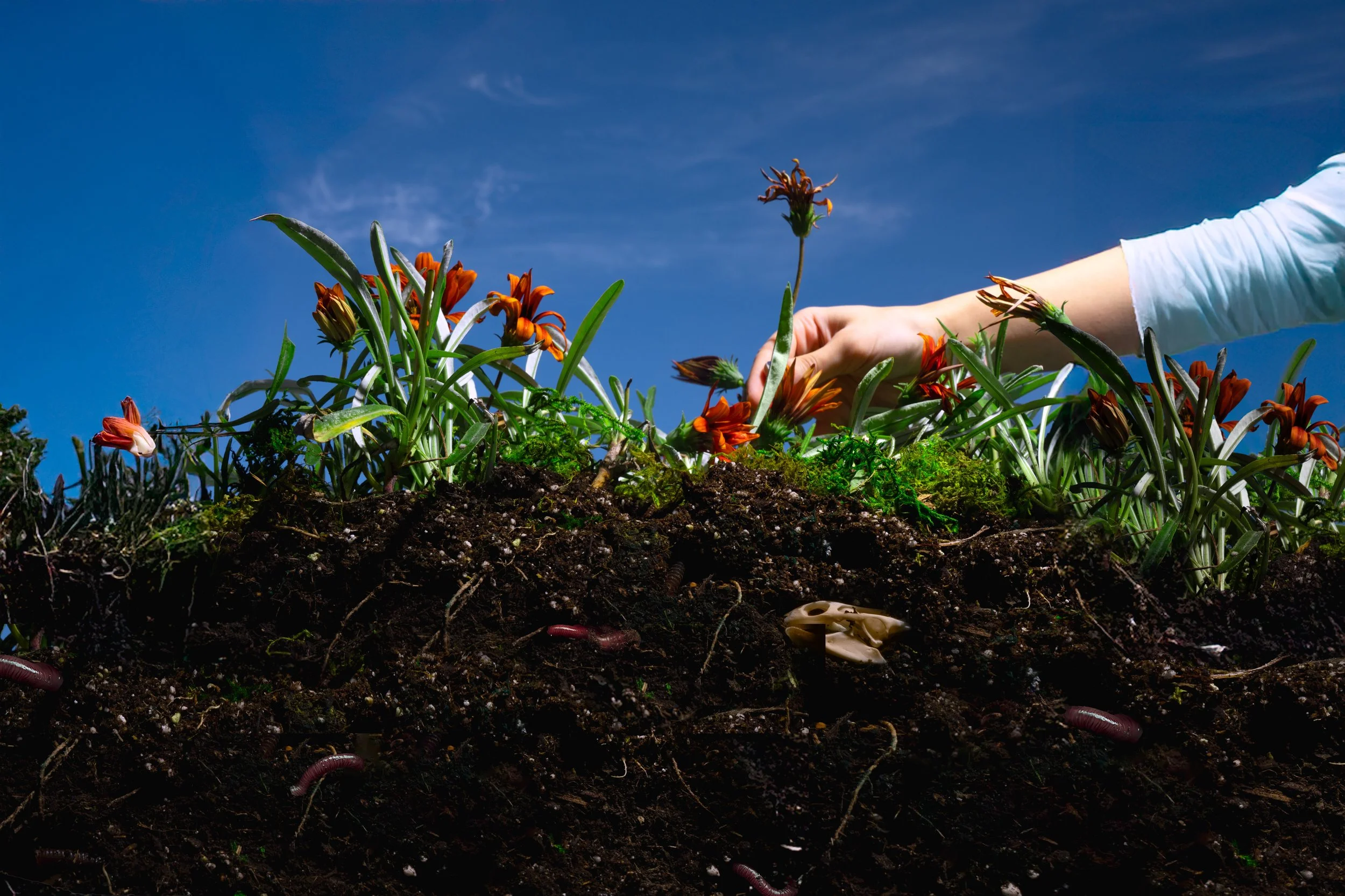 CM FLOWERS SITE.jpg