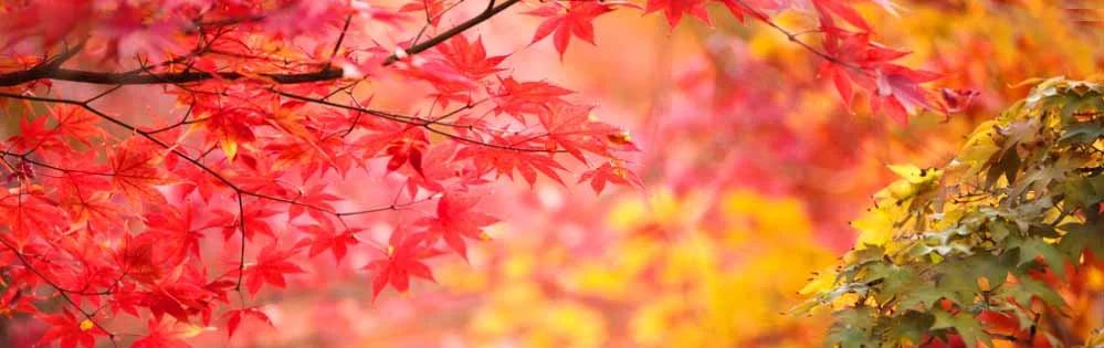 Banner_Japan_autumnc.jpg