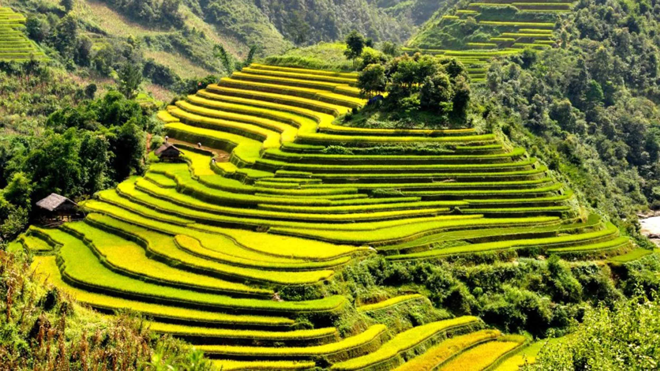 vietnam_rice_terraces.jpg