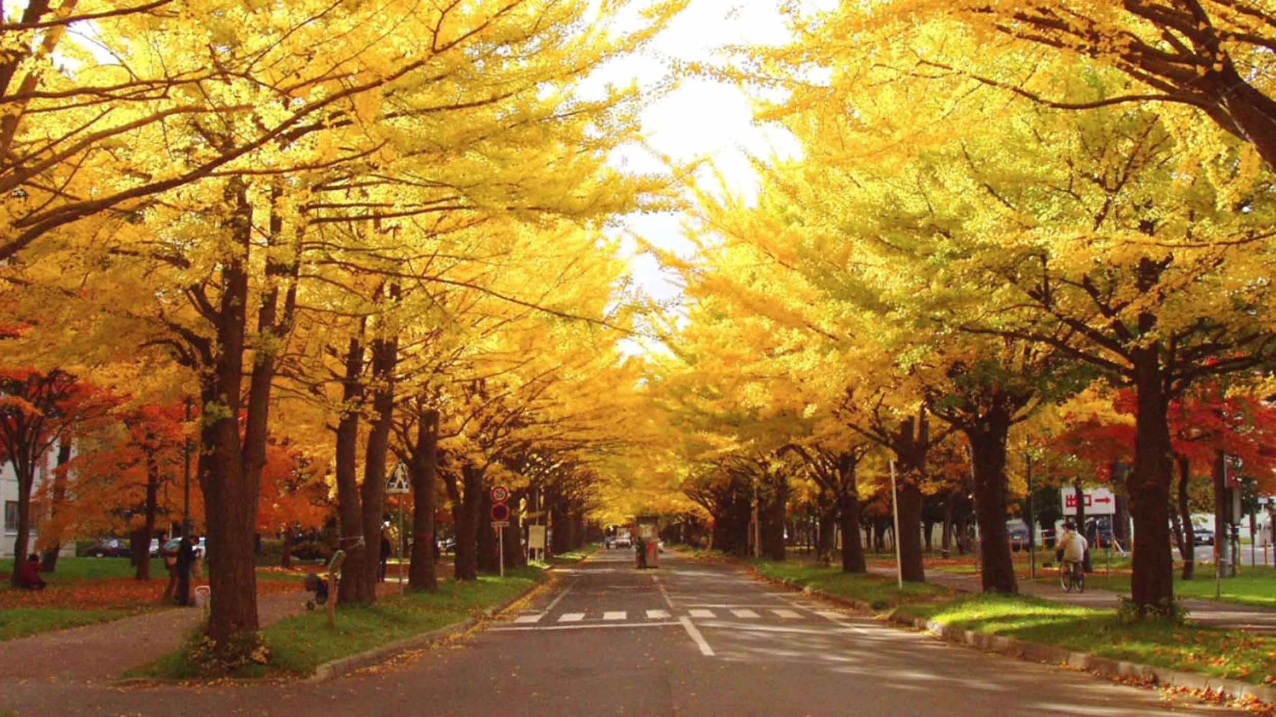 japan_sapporo_hokkaido_uni2.jpg
