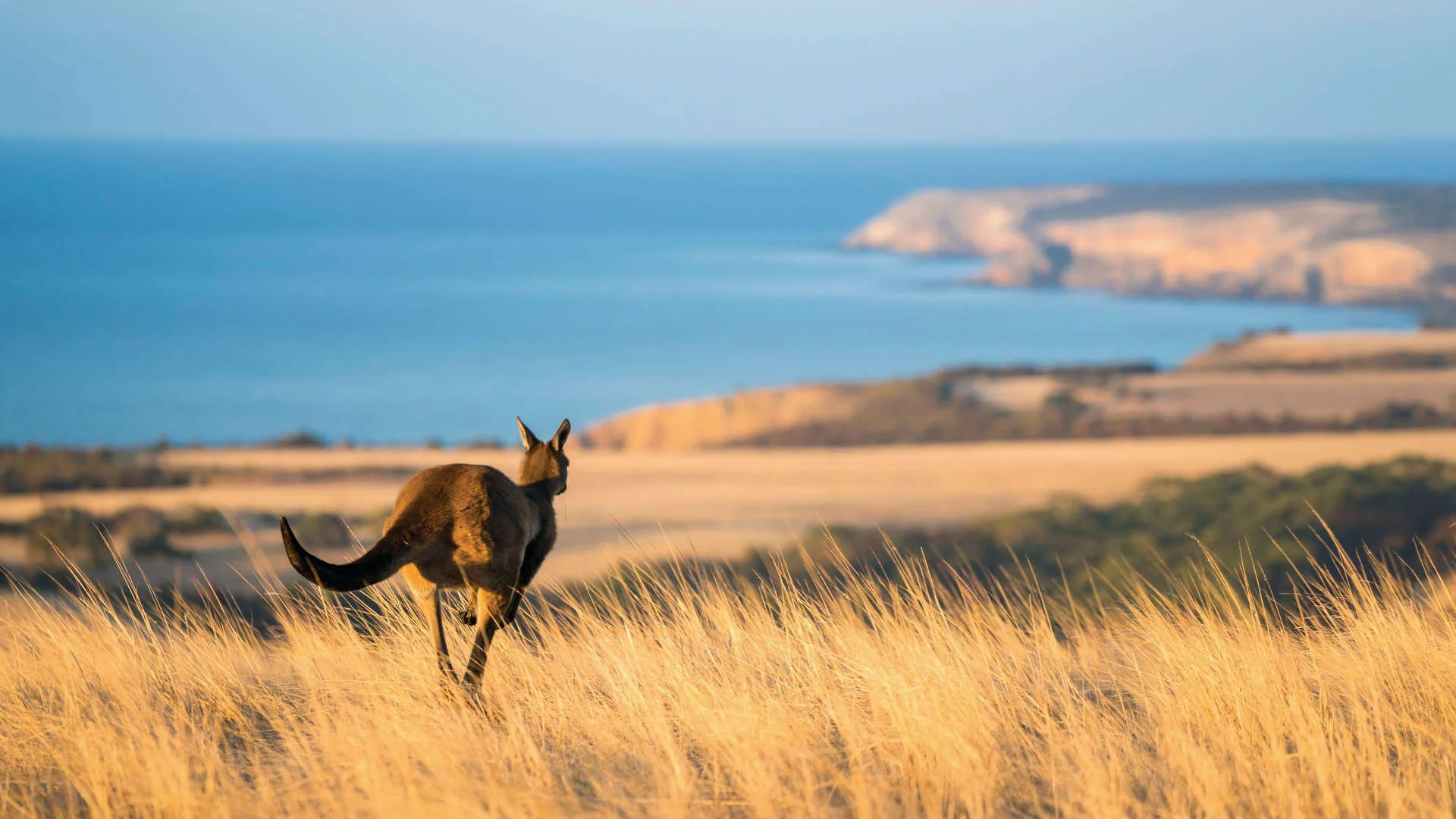 kangaroo-island.jpg