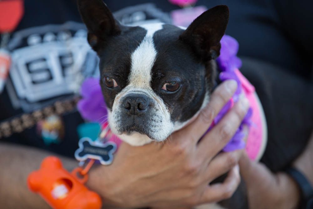 Richter_kay_2019_FIESTA_sentinel_poochParade002-1.jpg