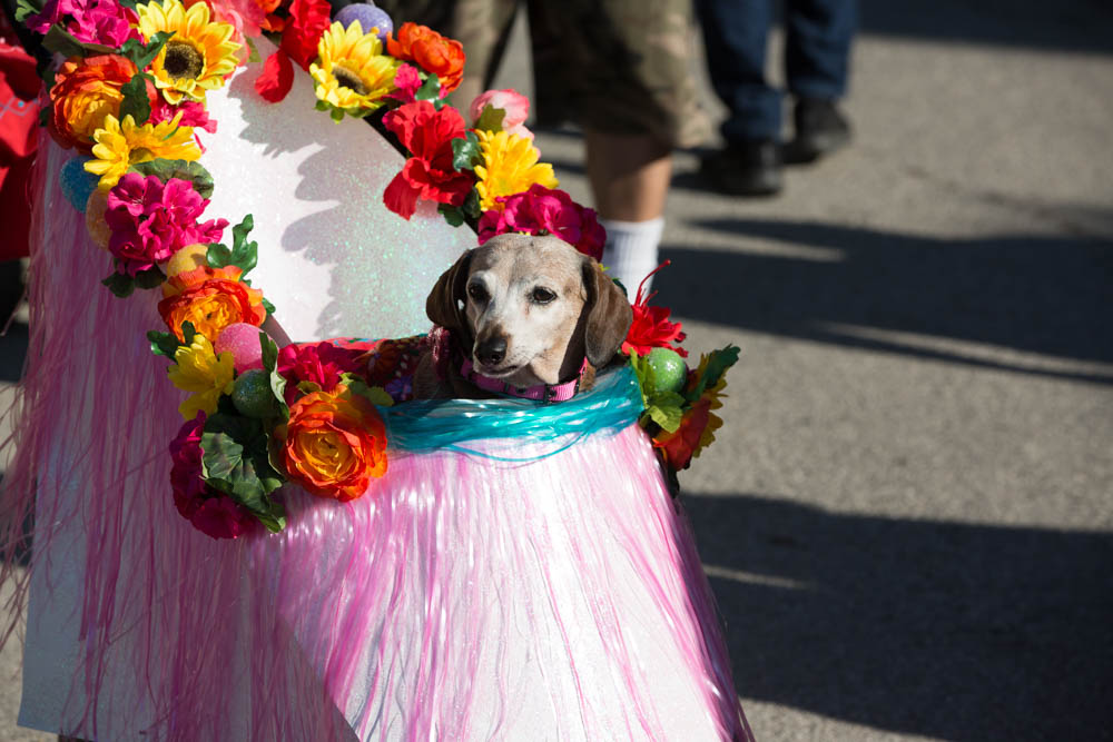 Richter_kay_2019_FIESTA_sentinel_poochParade001-1.jpg