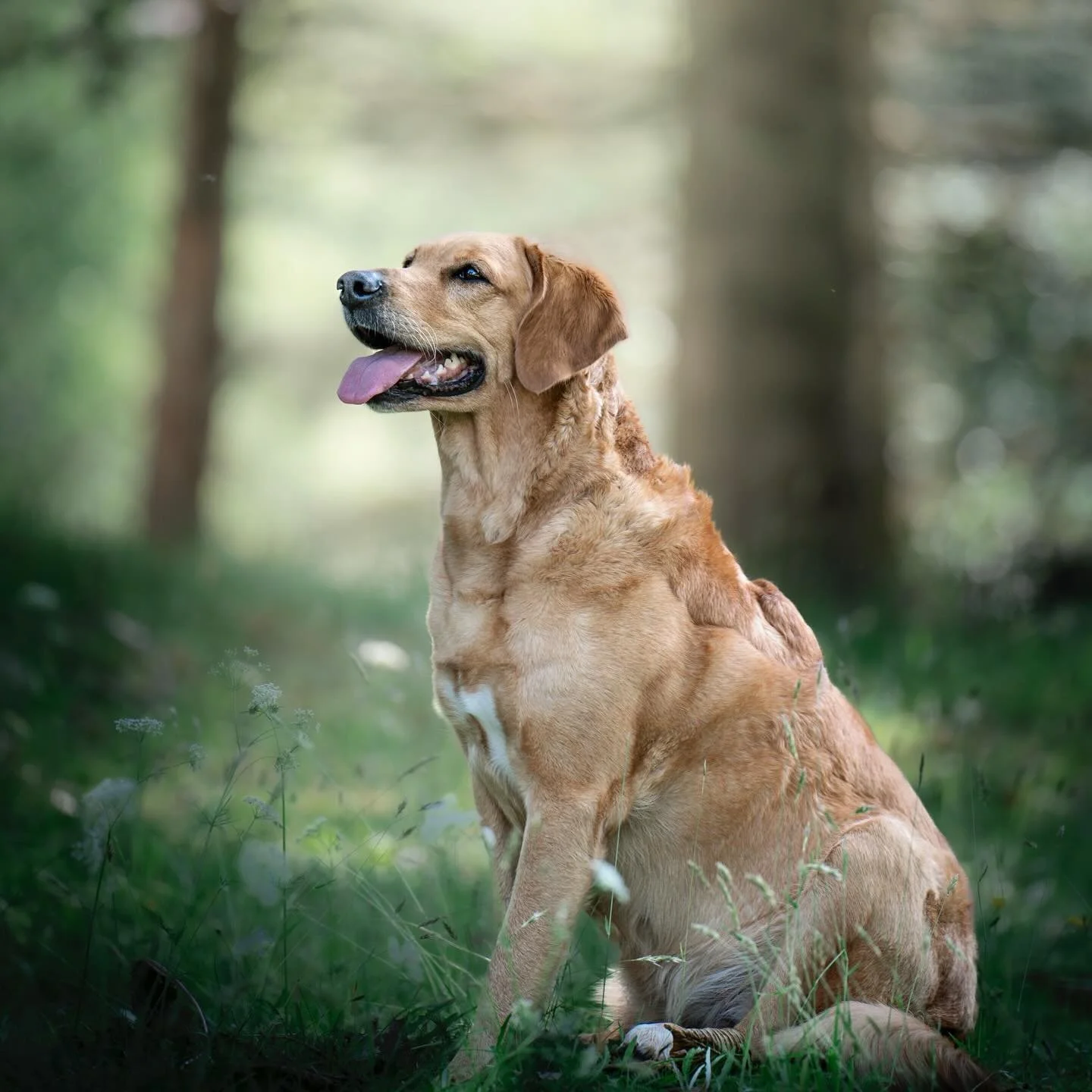 Ta gjerne med hunden p&aring; familiefotografering. For mange er den i aller h&oslash;gaste grad ein del av familien 🐶&thinsp;
&thinsp;
Og &oslash;nskjer du bare hundefoto, er det minst like kjekt 🤎&thinsp;
&thinsp;
Ta kontakt om du vil sikre deg e