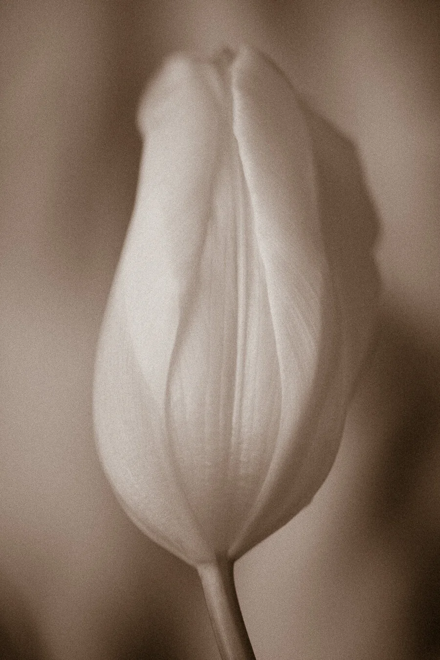 Flora 15