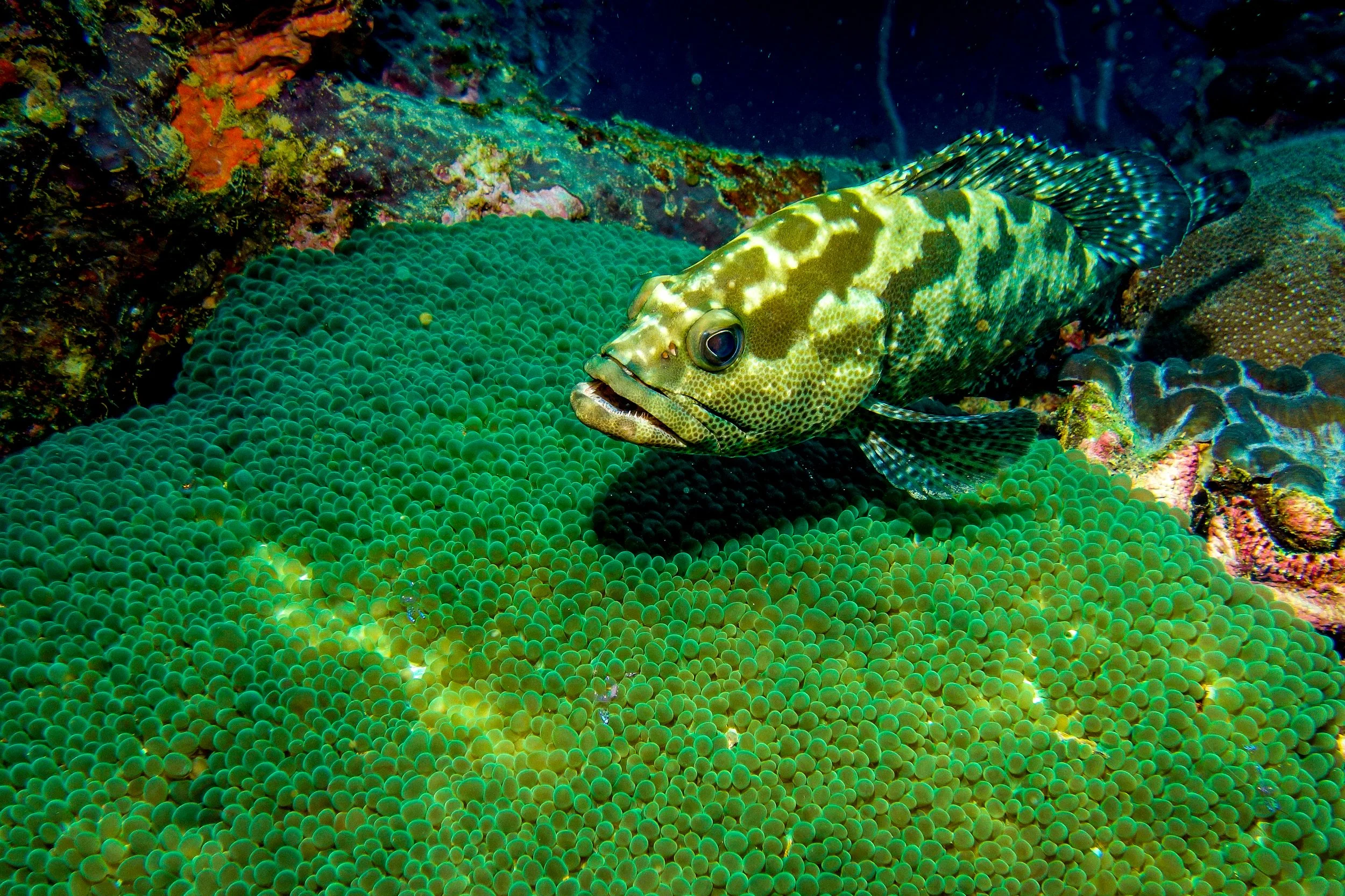 Yap Underwater-8.jpg