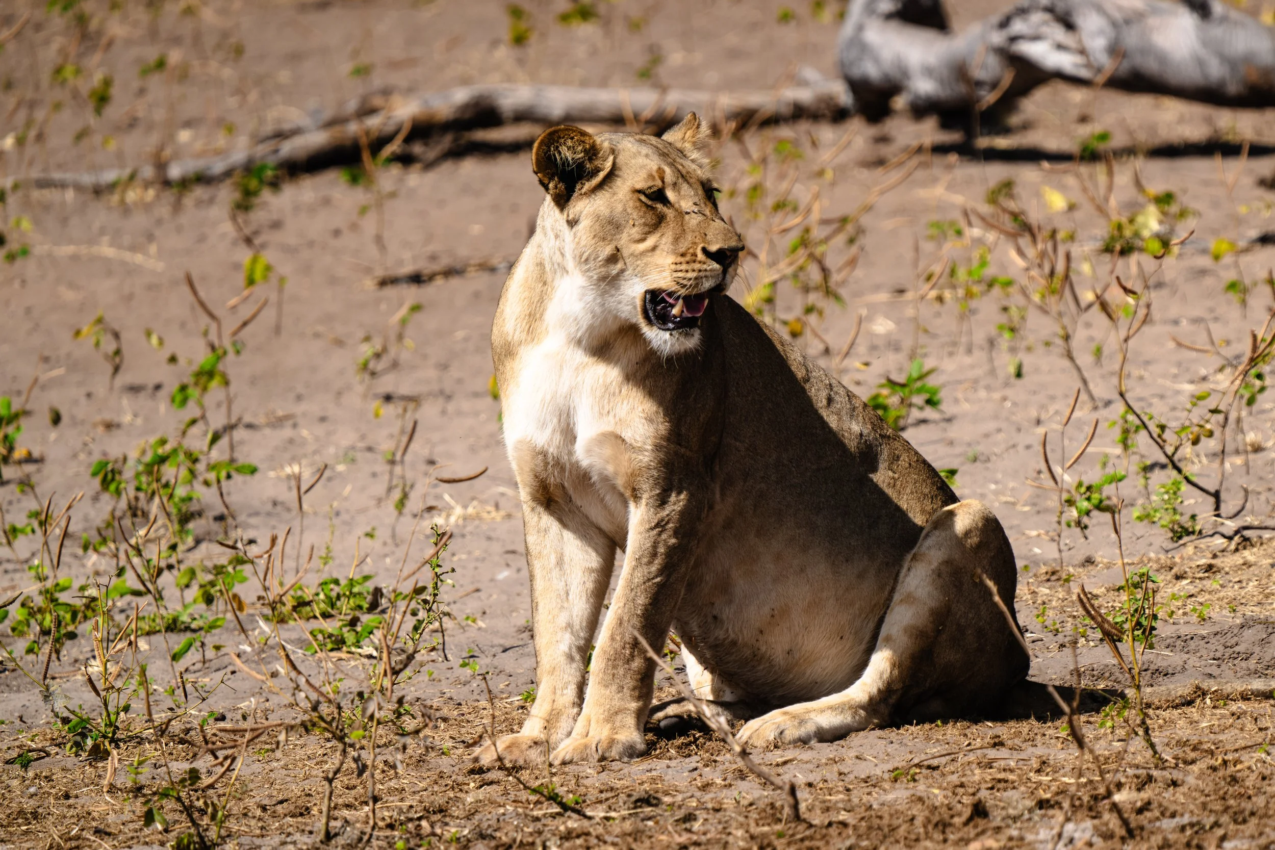 Chobe-135.jpg