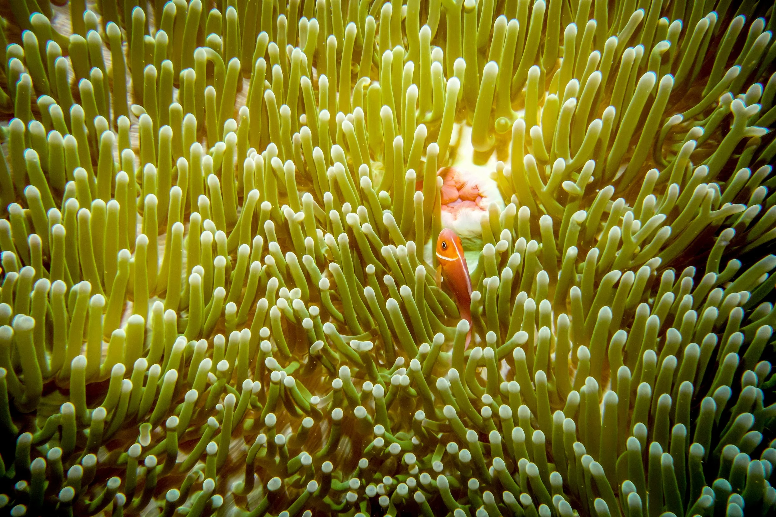 Yap Underwater-57.jpg