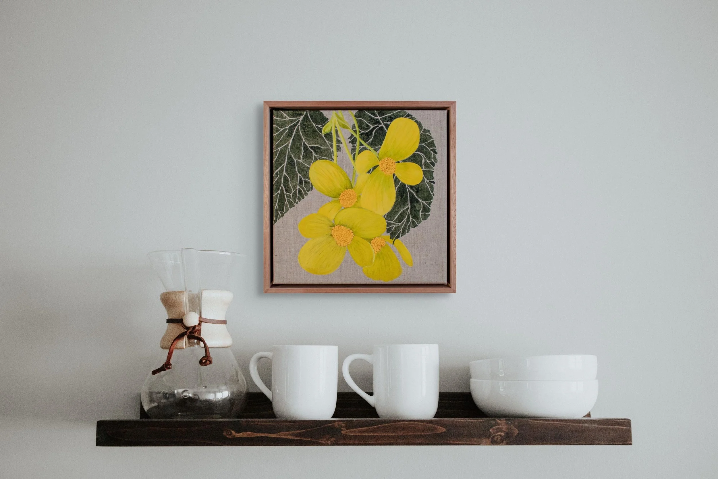 Begonia Conservatory - Pearcei