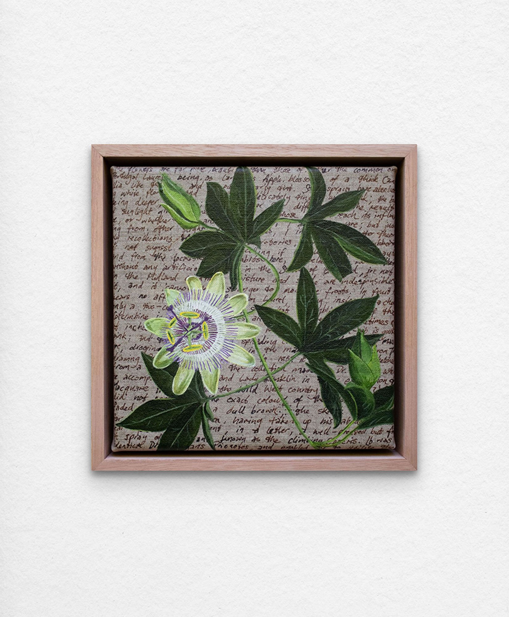 'An Ornamental Education – Passionflower'.
Synthetic polymer paint and acrylic ink on linen. 23 x 23 cm framed. $350 (+GST for Aust)